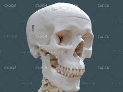 C4D带脖子的人头骨模型 kallo 3d model