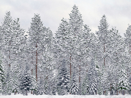 52个大雪覆盖的树木模型 Winter Conifer Trees 3D Models Collection – Volume 98