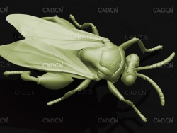 寄生蜂小黄蜂昆虫C4D模型 Chalcid wasp