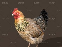 C4D家禽老母鸡绑定动画模型 Chickens