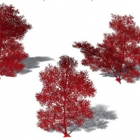 3款海洋植物：树巨海团扇C4D模型 Annella mollis Giant Sea Fan