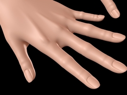 女性手、手指C4D模型 hand 3d model