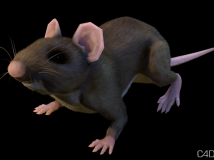 C4D老鼠模型 带动画、带骨骼、带材质 CMotion (Mouse)
