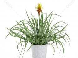 C4D紫花凤梨办公室客厅盆栽绿植模型