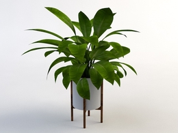 室内装饰植物C4D模型(14) Interior plants 3d model