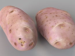 马铃薯 土豆 洋芋C4D模型 Potato