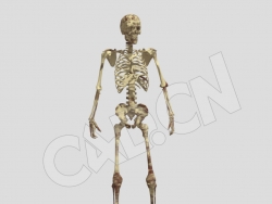 人体骷髅骨架破碎动画C4D模型 Skeleton