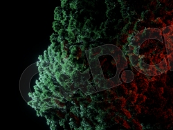 C4D OCTANE白松树叶渲染模型 WhitePine