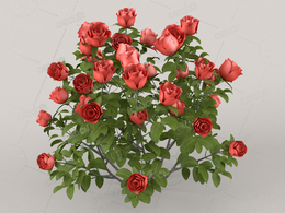 玫红色月季红玫瑰C4D模型Roses - Red - 0.31 m