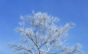 冬季积雪大树C4D模型 Winter snow tree 3D model