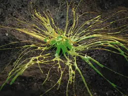 C4D X-Particles粒子喷溅的粘液流体特效工程