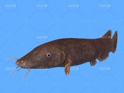 电鲇鱼C4D绑定动画模型 electric catfish c4d model