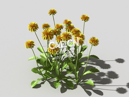 开花的蒲公英植物C4D模型 dandelion-b1 3d model