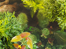 水生植物鱼缸水族馆植物c4d模型Globe Plants – Bundle 48