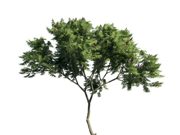 景观树木：火炬树三维模型plant-4