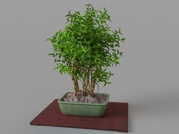 室内装饰植物盆景C4D模型 Plant bonsai