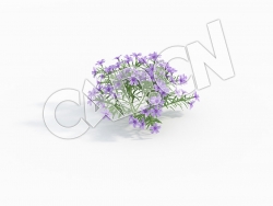 C4D天蓝绣球丛生福禄考花卉模型 Phlox_B