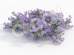 C4D蓝色针叶天蓝绣球花卉模型 Phlox_H