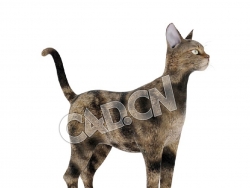 宠物猫塞伦盖蒂猫C4D模型