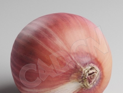 C4D一颗洋葱头模型 Onion