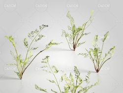 胡萝卜苗 胡萝卜茎 胡萝卜缨模型 Daucus 3d model