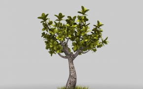 盆景树木、景观盆景C4D模型 Bonsai