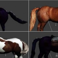 26个马和独角兽3D模型（已绑定、带动画）