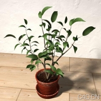 C4D盆栽植物模型：C4D Flower Pot 3D Model