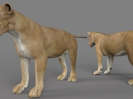 雌狮 母狮C4D模型 Lioness 3d model