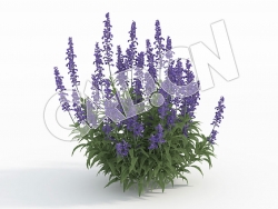 C4D多株鼠尾草花卉模型 Salvia_J