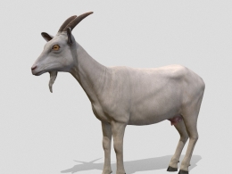写实高精度母山羊3D模型免费下载，支持gltf、c4d、fbx多格式全平台素材，适用于动画仿真与虚拟现实场景goat-female
