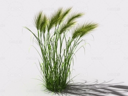 墨西哥羽毛草细茎针茅利坚草植物C4D模型 feather-grass-a1