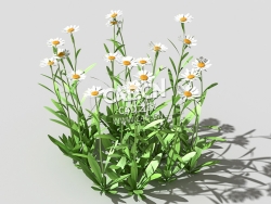 雏菊马兰头花延命菊春菊太阳菊花卉植物C4D模型 daisy-a 3d model