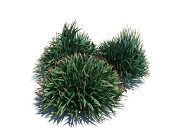 装饰草植物杂草模型下载Decorative grass v1