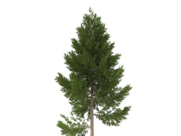 城市绿化树木松树C4D模型 pine tree 3d model