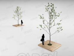 木质基座上的树苗幼树C4D模型