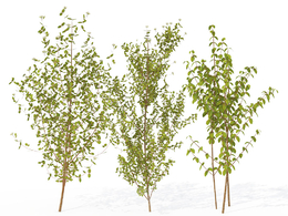 欧洲红瑞木C4D模型 Cornus sanguinea