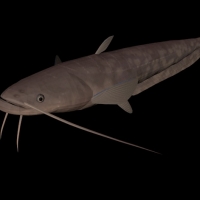 海洋动物模型：鱼3D模型 Amur Catfish