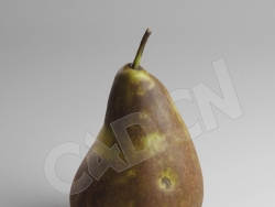 C4D西洋梨巴梨水果模型 Pear