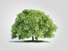 园林景观树 槭树 鸡爪槭C4D模型 Acer palmatum 3d model