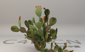 仙人掌3D模型 Cactus