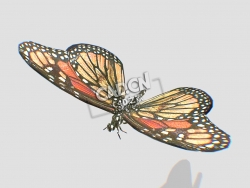 蝴蝶C4D模型下载 Butterfly-4