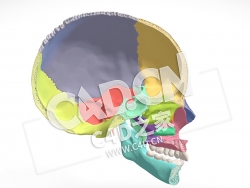 C4D人颅骨和下颌骨矢状切面模型2 Sagittal cut of the human cranium and mandible 2