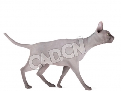 走路的宠物猫斯芬克斯猫无毛猫C4D模型