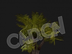 C4D棕榈树模型 Palm-Tree 3d model