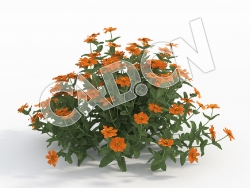 C4D桔黄火球花百日菊花卉模型 Zinnia_I