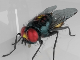 超高精度写实苍蝇昆虫三维模型-含完整PBR材质贴图支持多种主流3D软件格式Housefly-Exotic Rigged