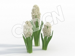 C4D白色风信子景观花卉模型 Hyacinthus_I