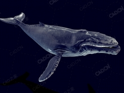 座头鲸 humpback-whale