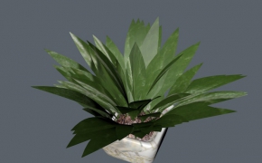 植物盆景C4D模型